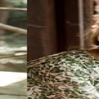 Роми Хаусманн