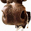 rootrude