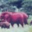 elefant