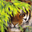 tigra_irbis