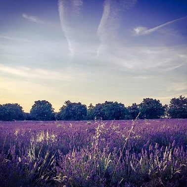 286. The Wedding Episode