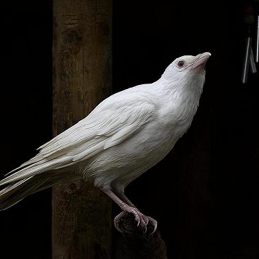 Альбинизм в природе: благословение или проклятье?