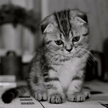 Принятие чувства жалости