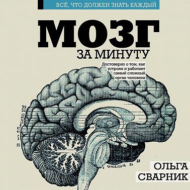 Мозг за минуту