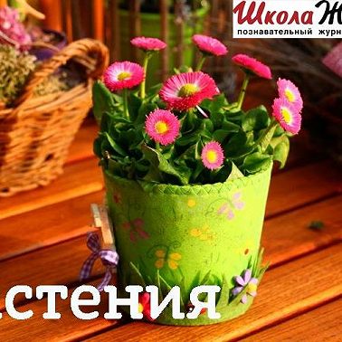 Что такое кактус и с чем его едят?