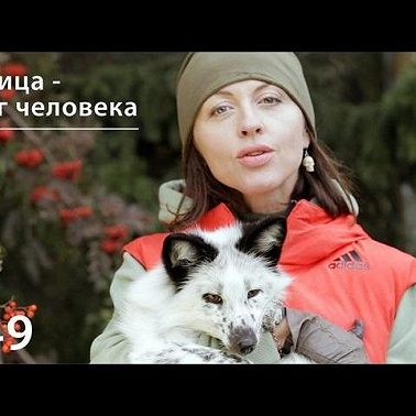 Лисица - друг человека