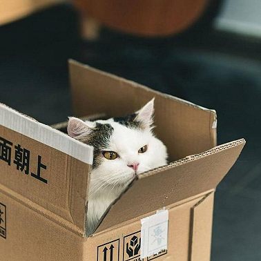 Животное в подарок - плохая идея