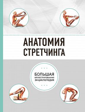 Анатомия стретчинга