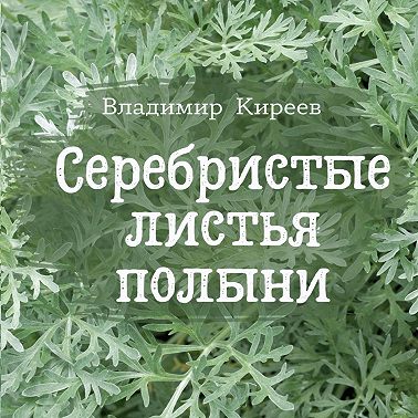 Серебристые листья полыни