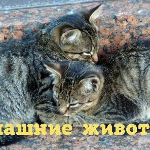 Почему мурлыкает кошка?