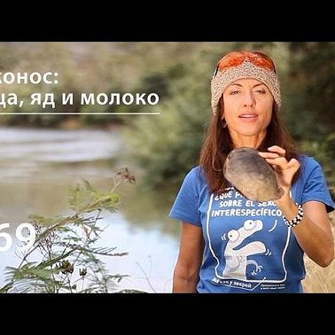 Утконос: яйца, яд и молоко