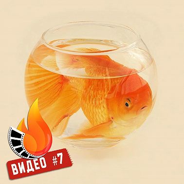 Кит | Видеоподкаст №7