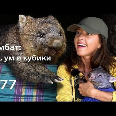 Вомбат: ум, зад и кубики