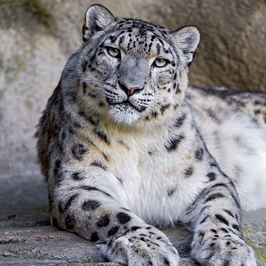 Самая прыгучая кошка (ирбис)