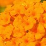 Главное к Песаху