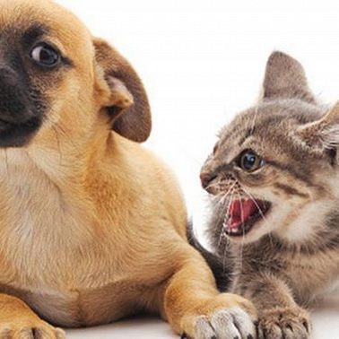 19 февраля /Почему собака с кошкой не дружит?