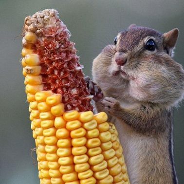 10 марта /Почему у хомяков пухлые щёчки?