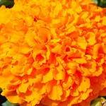 «Мегилат эстер» 9