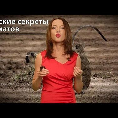 Женские секреты приматов