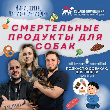Чем нельзя кормить собак. Разбор опасных продуктов