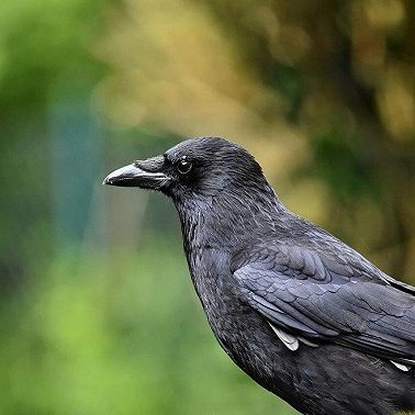 Что происходит с птицами в Латвии?