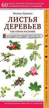 Листья деревьев. Как узнать растение