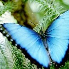 Герберт Уэллс - "Бабочка"