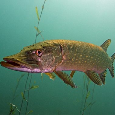 Медитация исполнения желаний