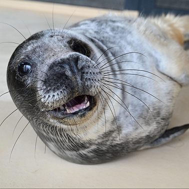 Творчество как путь к счастью: сказка о морском котике