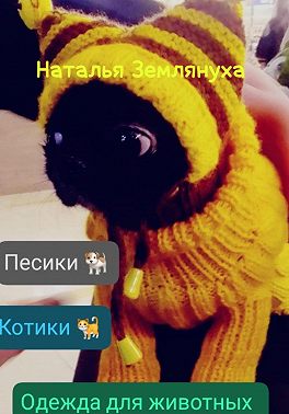 Одежда для животных