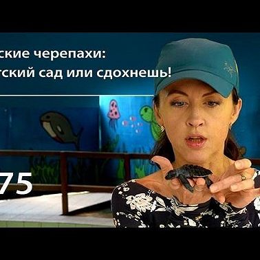 Морские черепахи: в детский сад или сдохнешь!