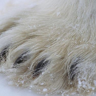 28 января /Почему не мёрзнет белый медведь?